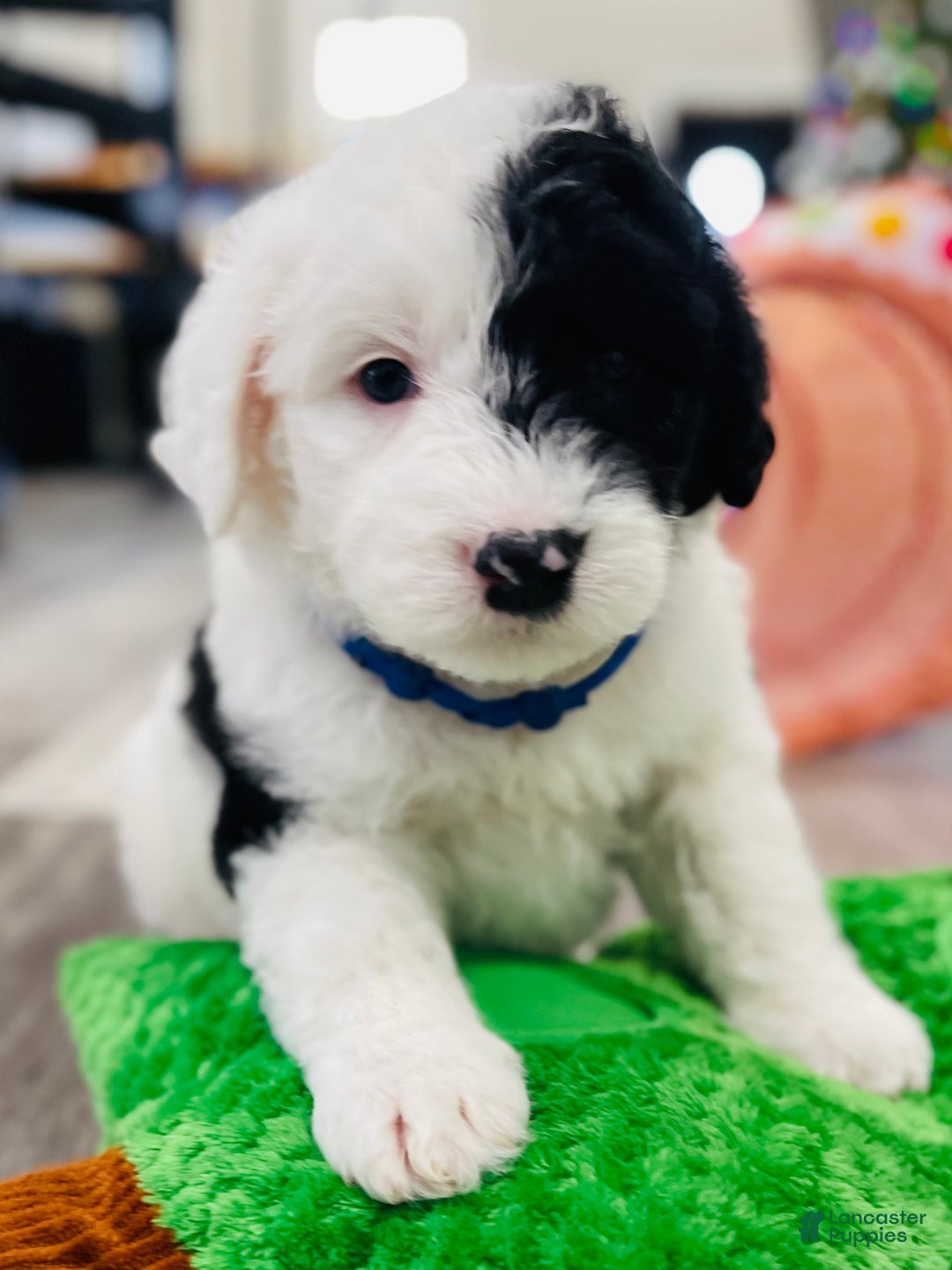 Sheepadoodle dogs for sale: Sheepadoodle Puppy 1 - Ad 7