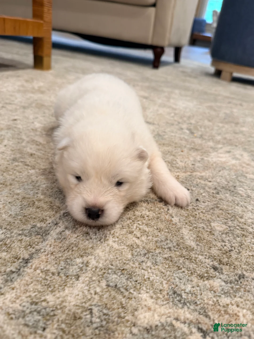 Samoyed dogs for sale: Darcy - Ad 1