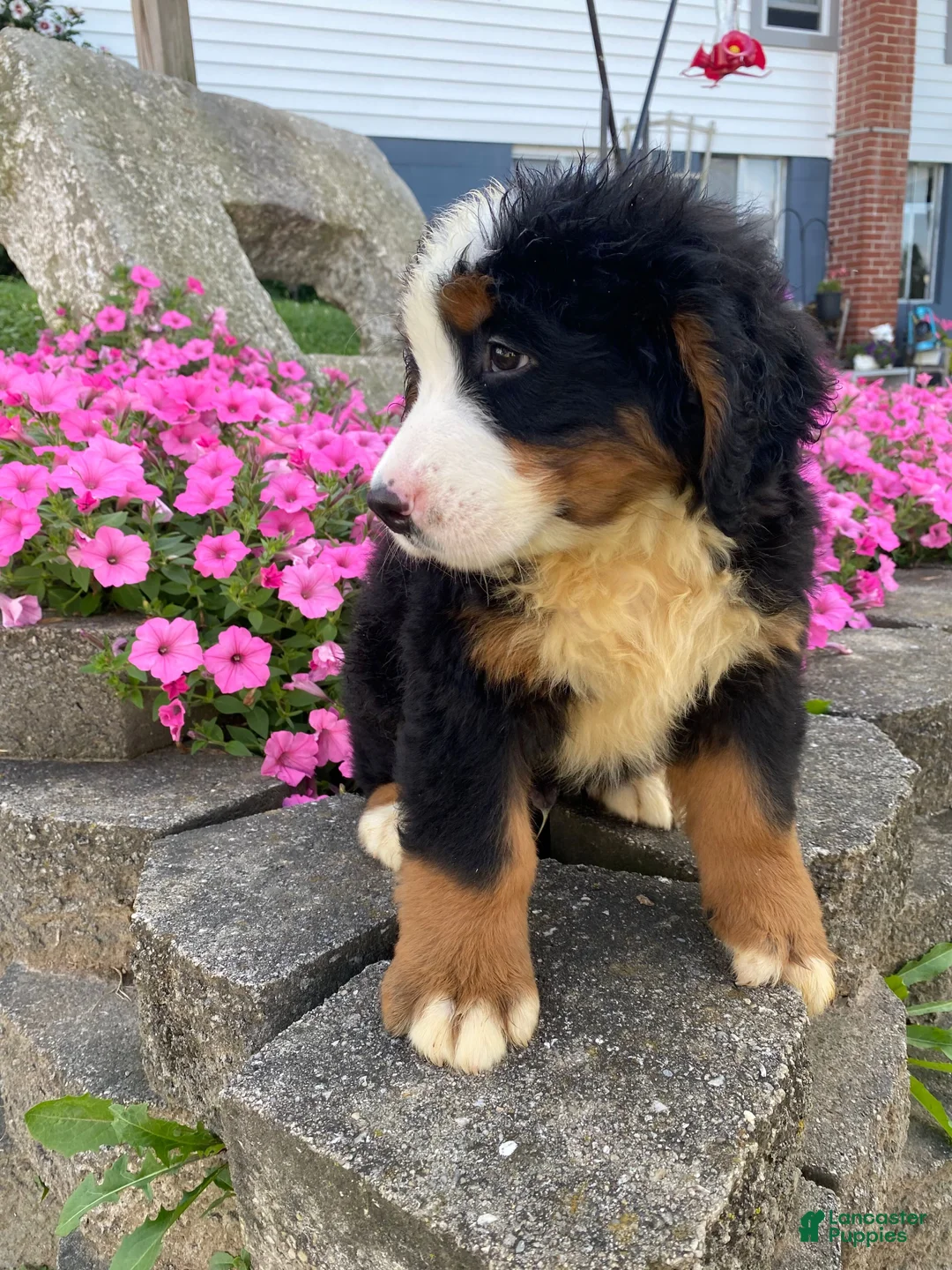 Bernese Mountain Dog dogs for sale: Ranger - Ad 10