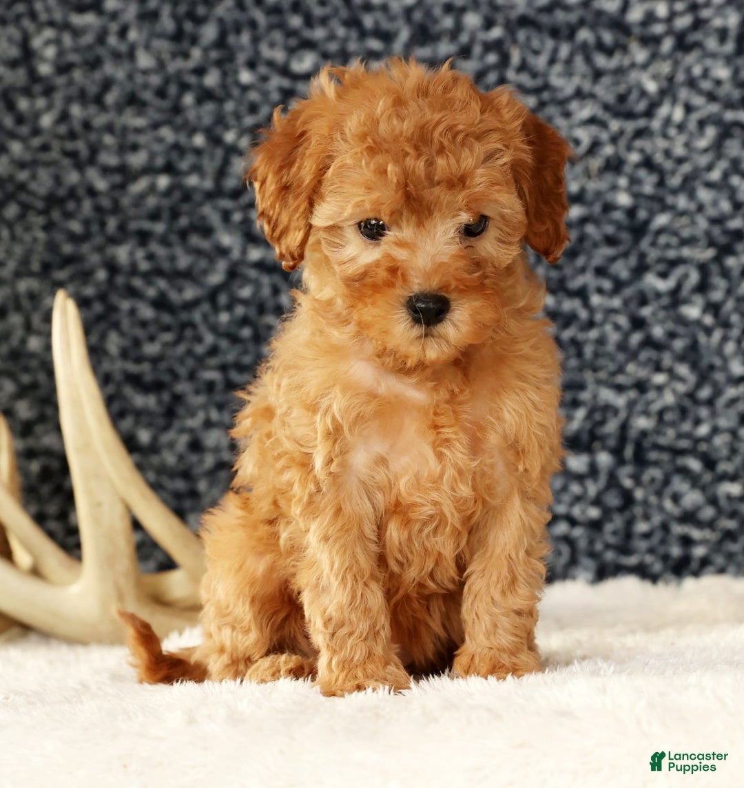 Cavapoo dogs for sale: Astrid - Ad 6