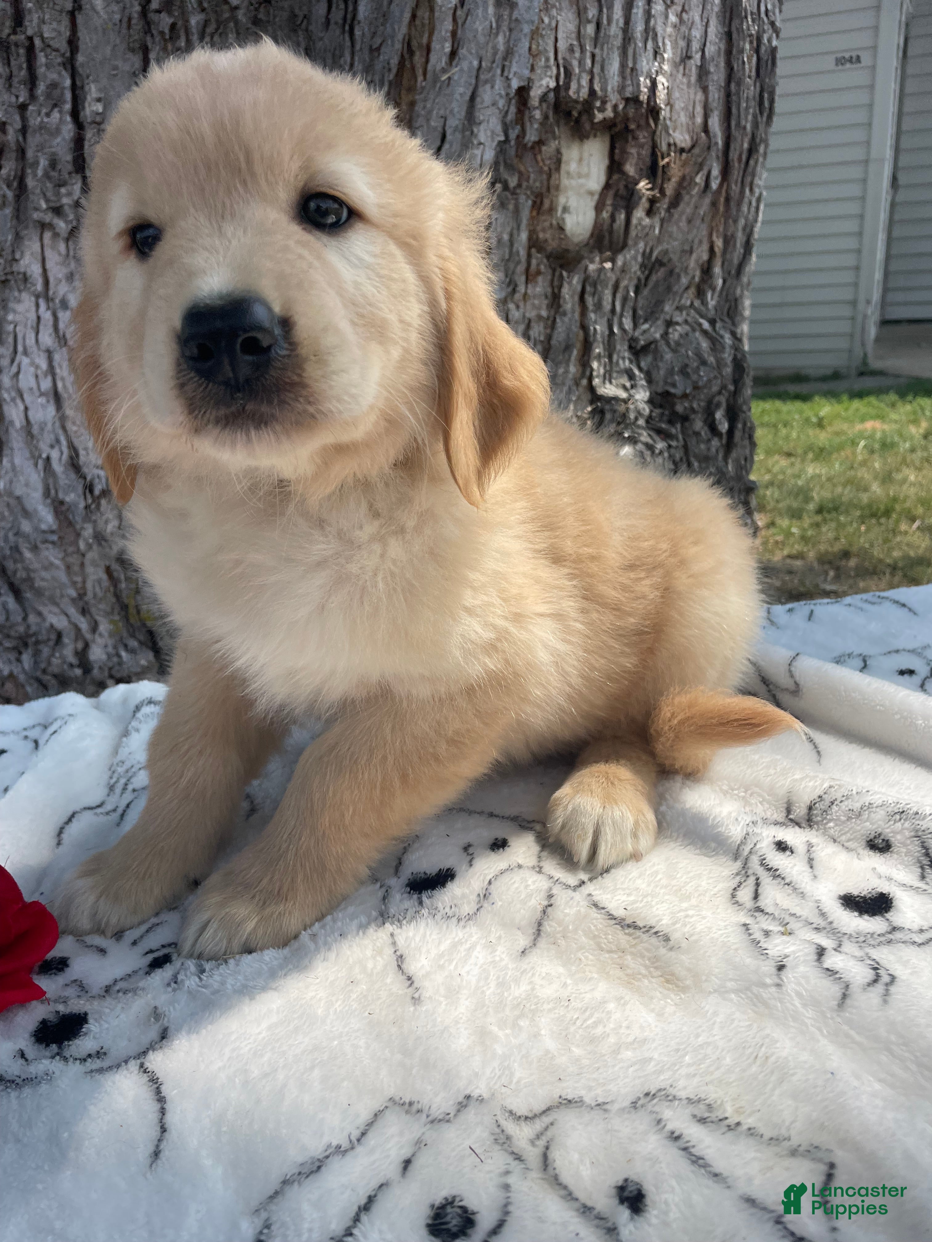 Mixed Breed dogs Twix - Ad 38