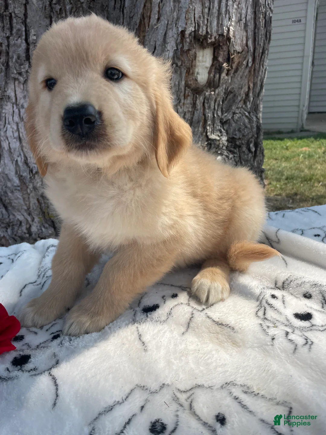 Mixed Breed dogs for sale: Twix - Ad 1