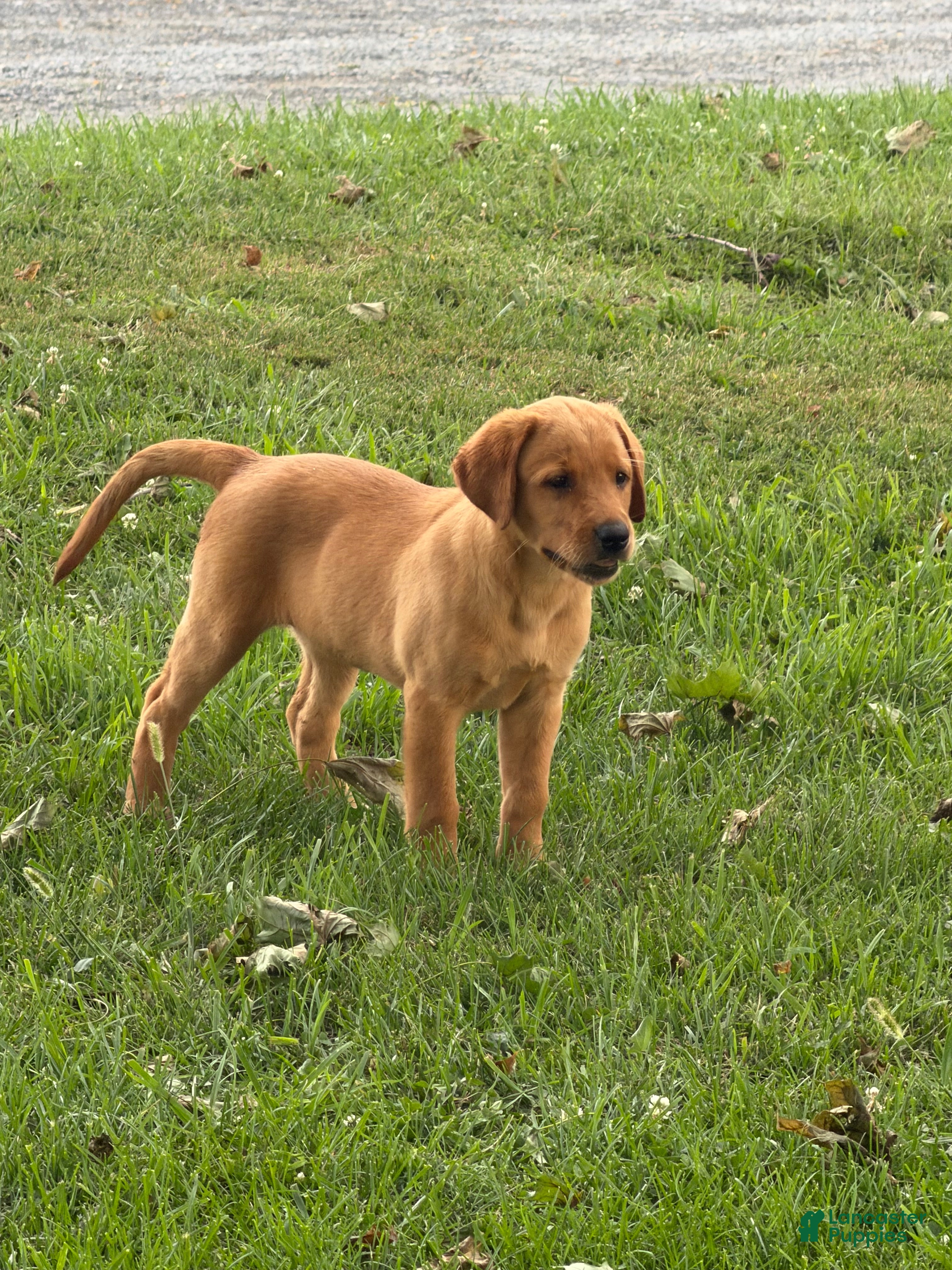 Labrador Retriever dogs Tippy - Ad 13