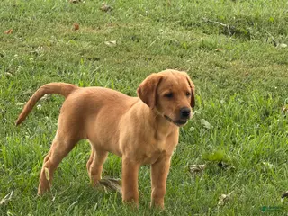 Labrador Retriever dogs Tippy - Ad 13