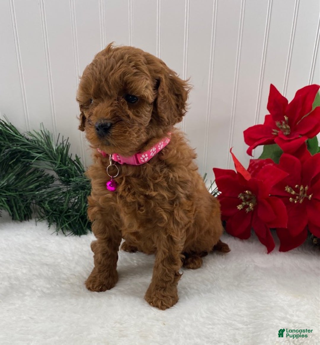 Cavapoo dogs for sale: Scarlet - Ad 2