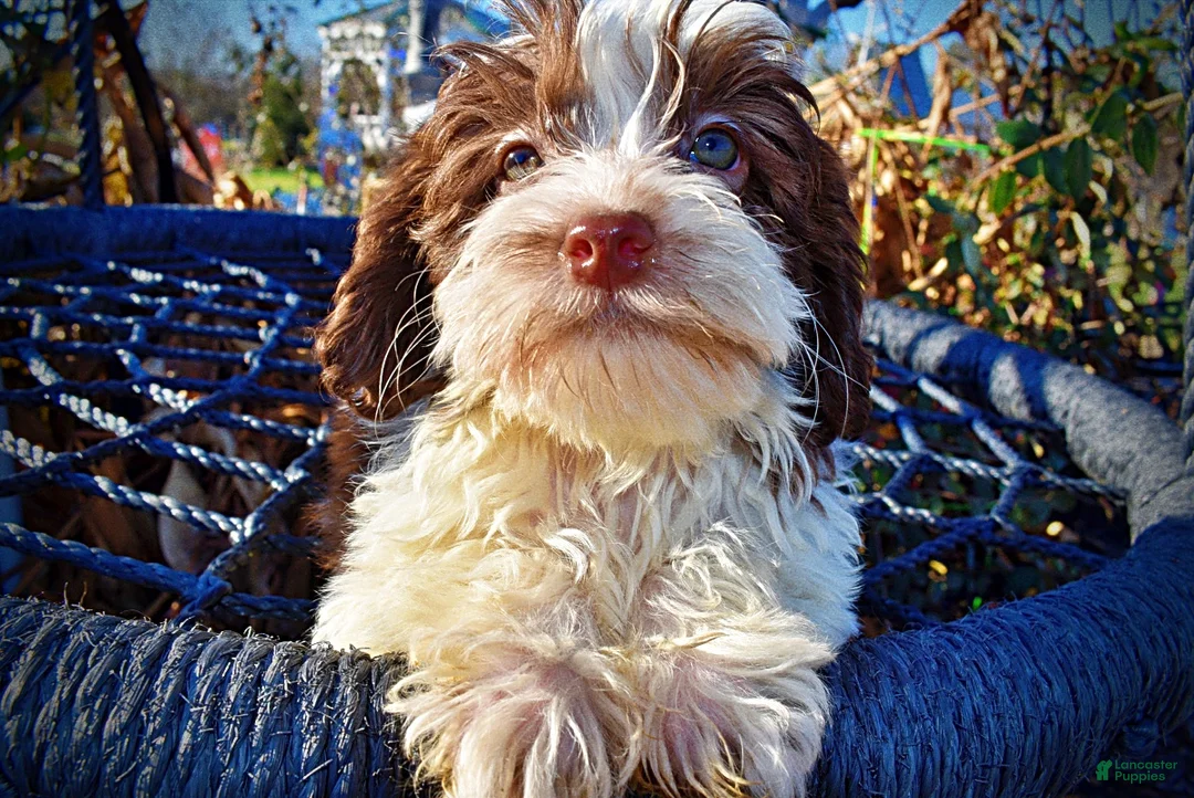 Havapoo dogs for sale: Simon - Ad 5