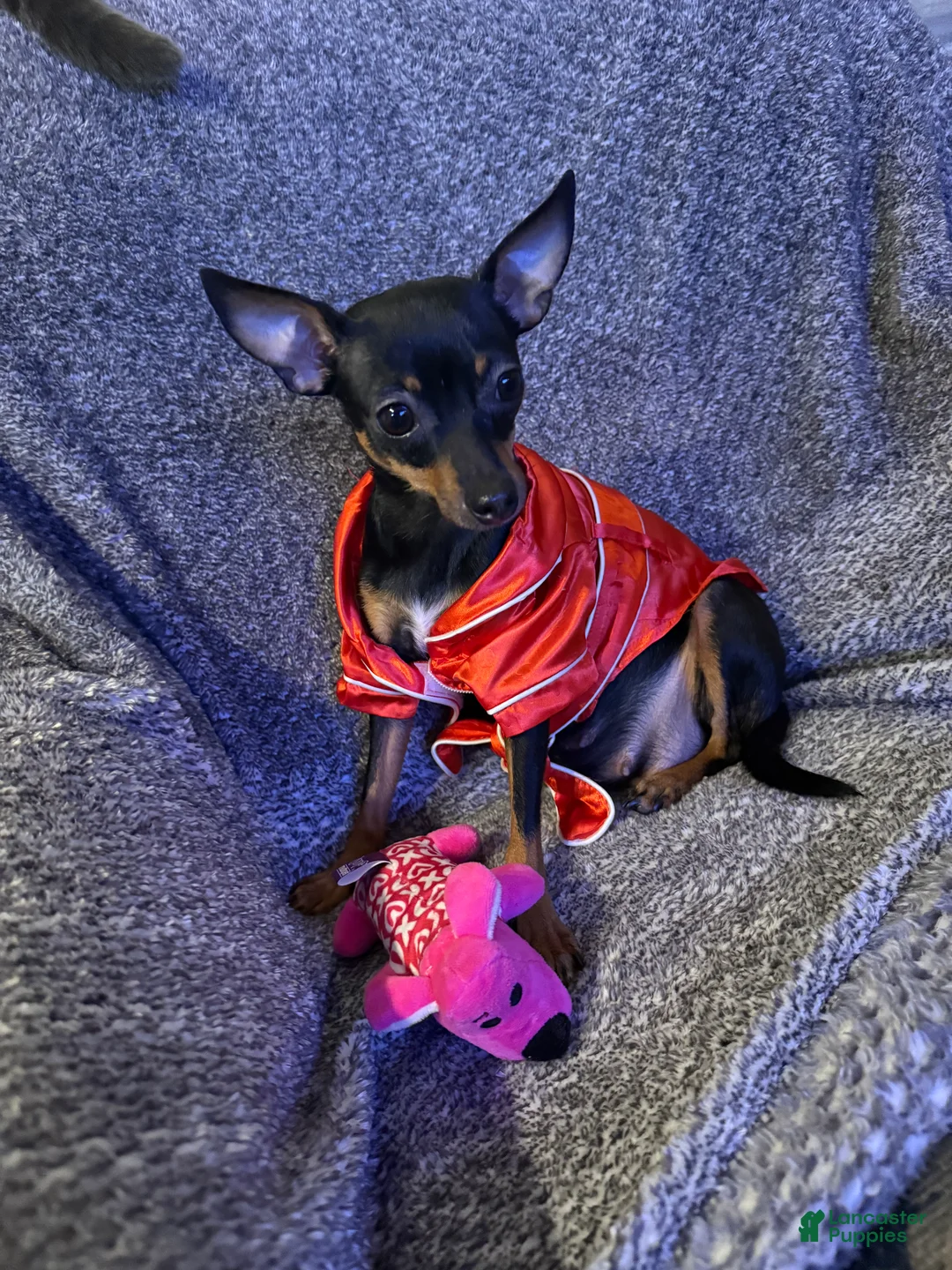 Chihuahua dogs for sale: Chihuahua Puppy 1 - Ad 2