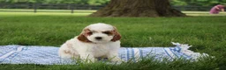 Mini Goldendoodle dogs for sale: Ranye  - Ad 7