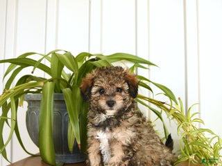 Bichpoo dogs - Ad 17