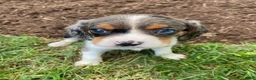 Beaglier dogs for sale: Ace - Ad 4
