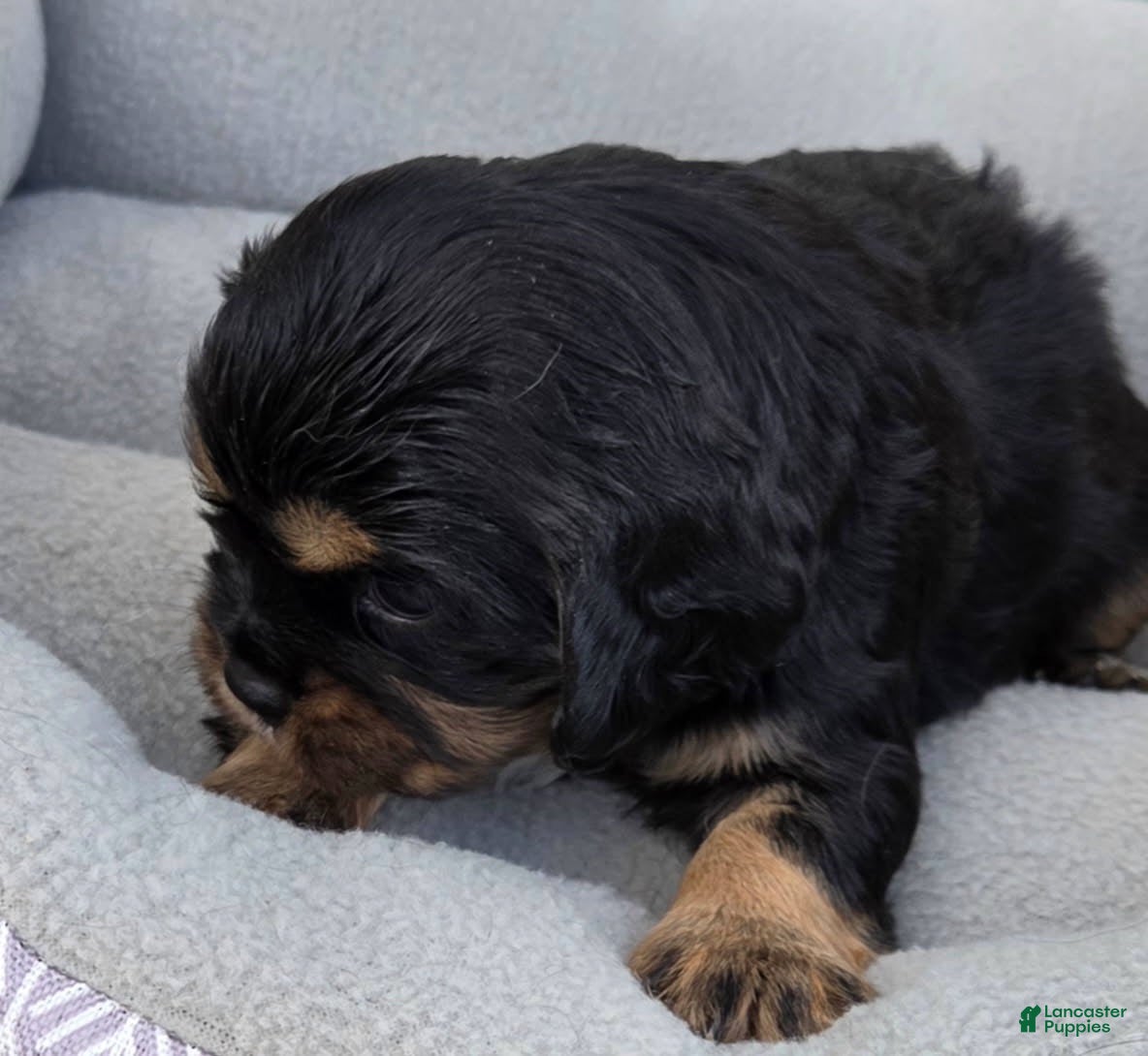 Cavalier King Charles Spaniel dogs Cavalier King Charles Spaniel 4 - Ad 11