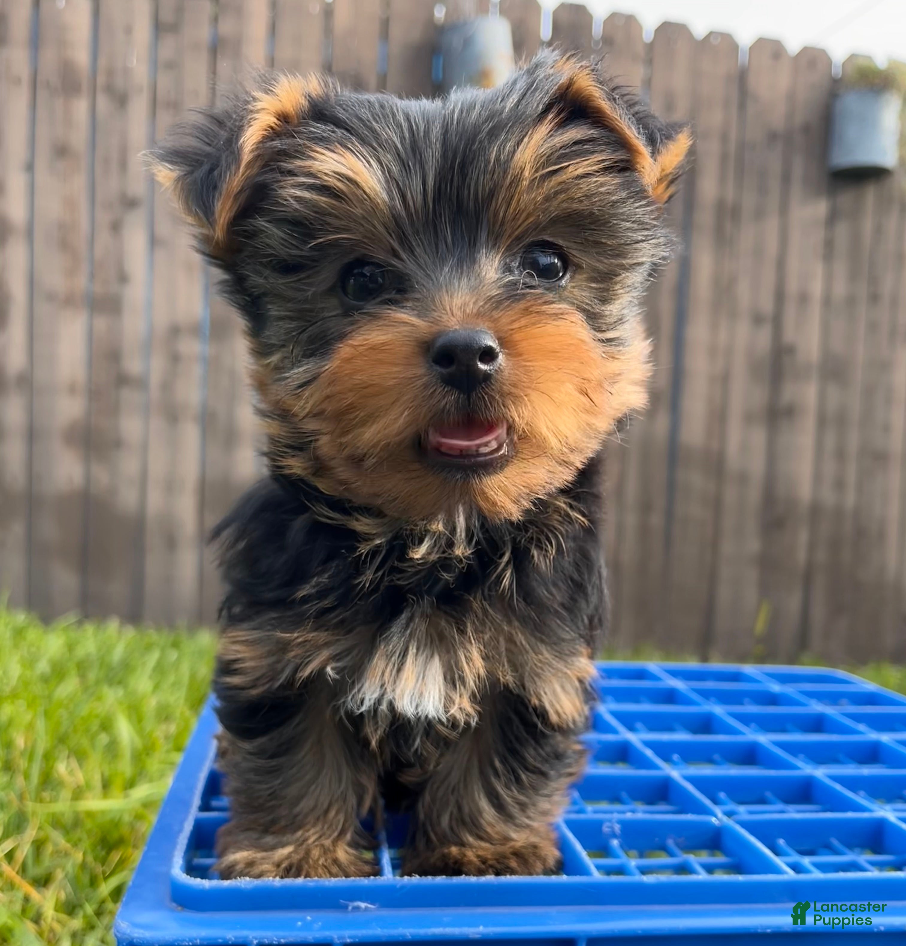Yorkshire Terrier dogs AKC Yorkshire Terrier Puppy 1 - Ad 10