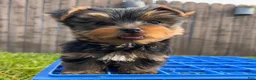 Yorkshire Terrier dogs for sale: AKC Yorkshire Terrier Puppy 1 - Ad 1