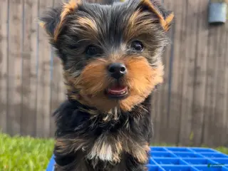 Yorkshire Terrier dogs AKC Yorkshire Terrier Puppy 1 - Ad 10