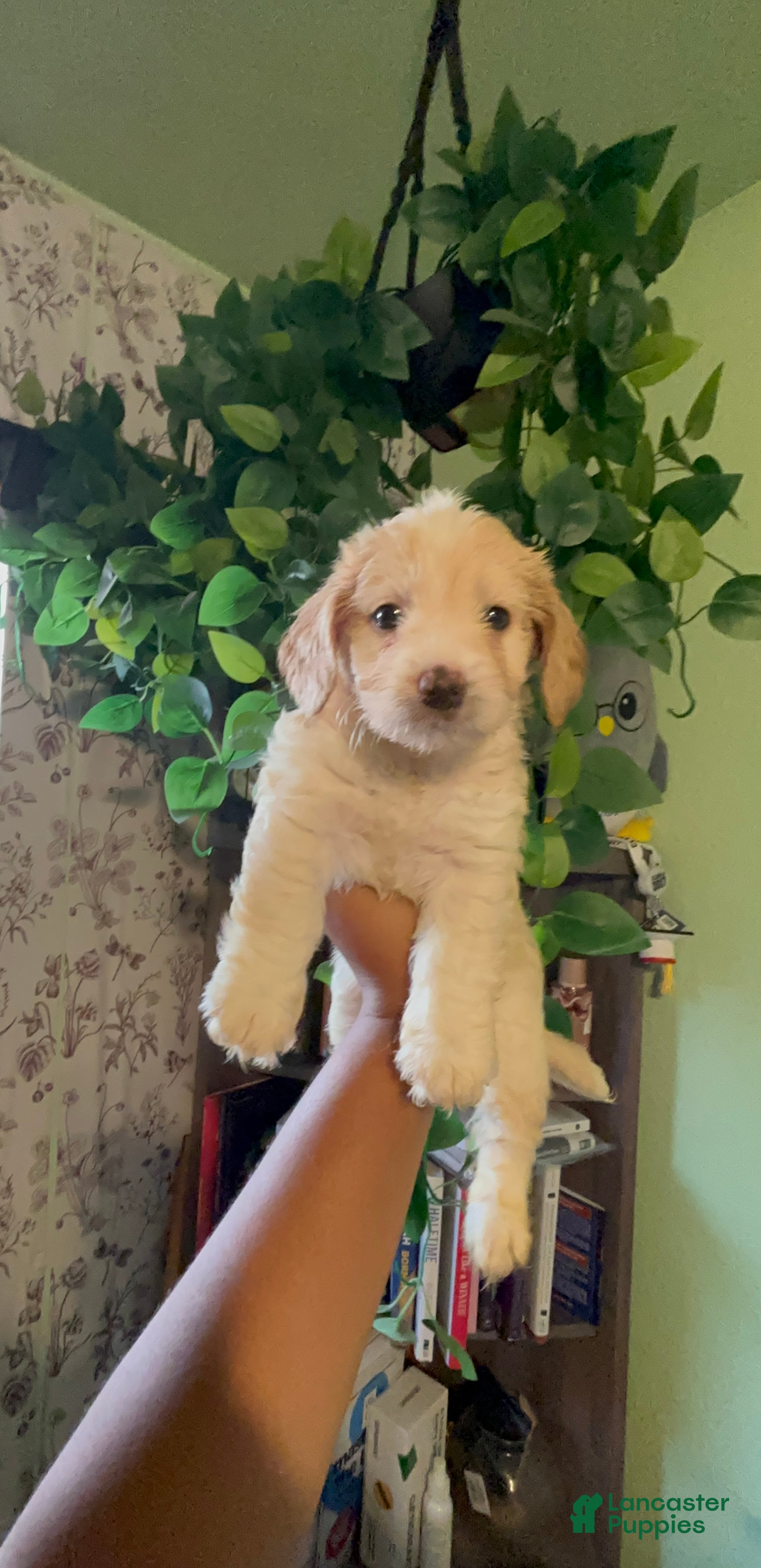 Maltipoo dogs Green Bean - Ad 1