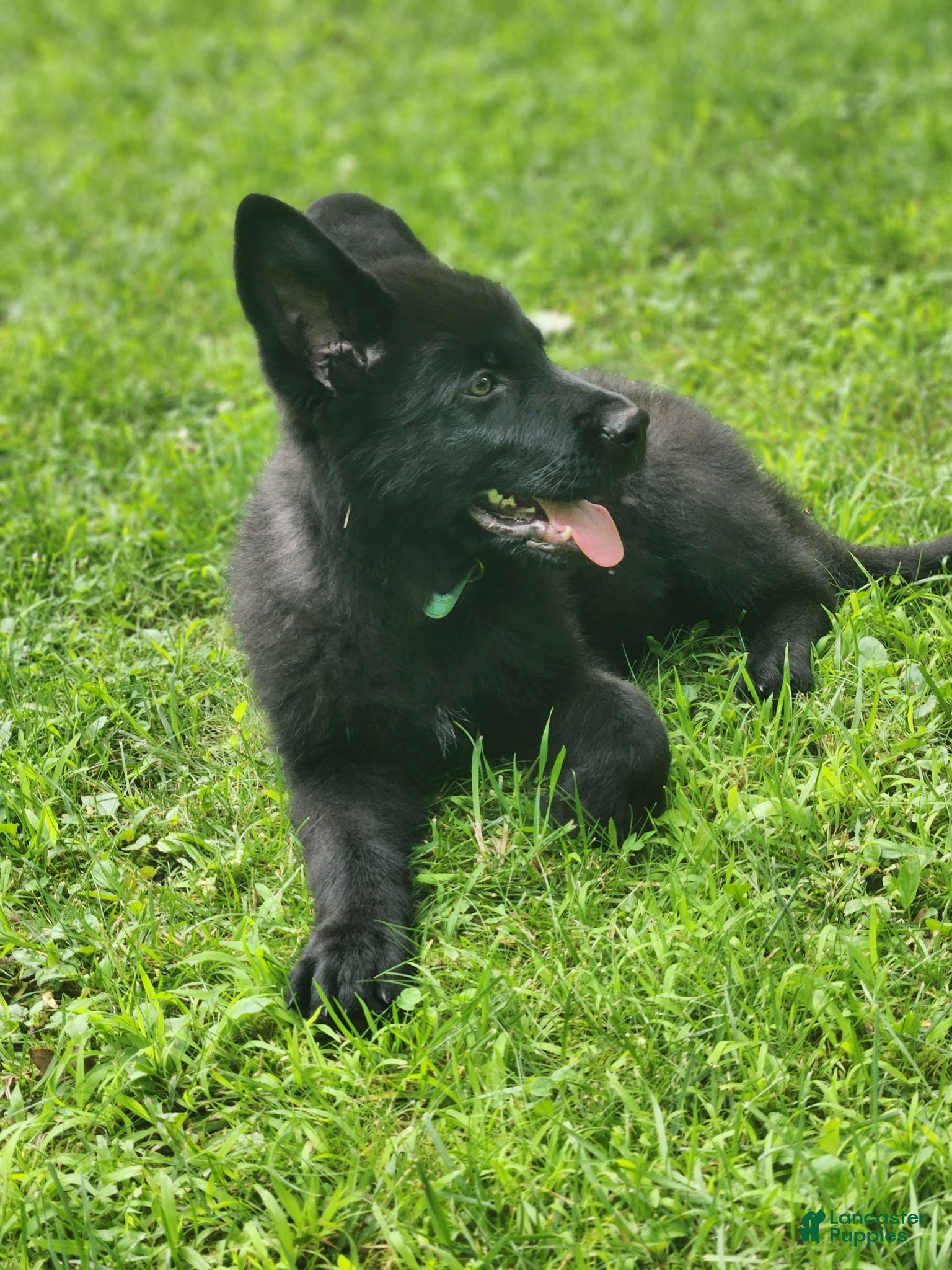 German Shepherd dogs ÚNICO  - Ad 2