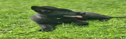German Shepherd dogs for sale: ÚNICO  - Ad 2