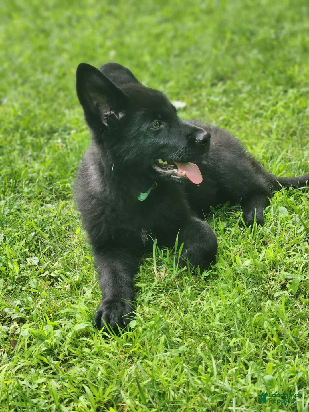 German Shepherd dogs for sale: ÚNICO  - Ad 2