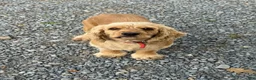 Cockapoo dogs for sale: Connie - Ad 5