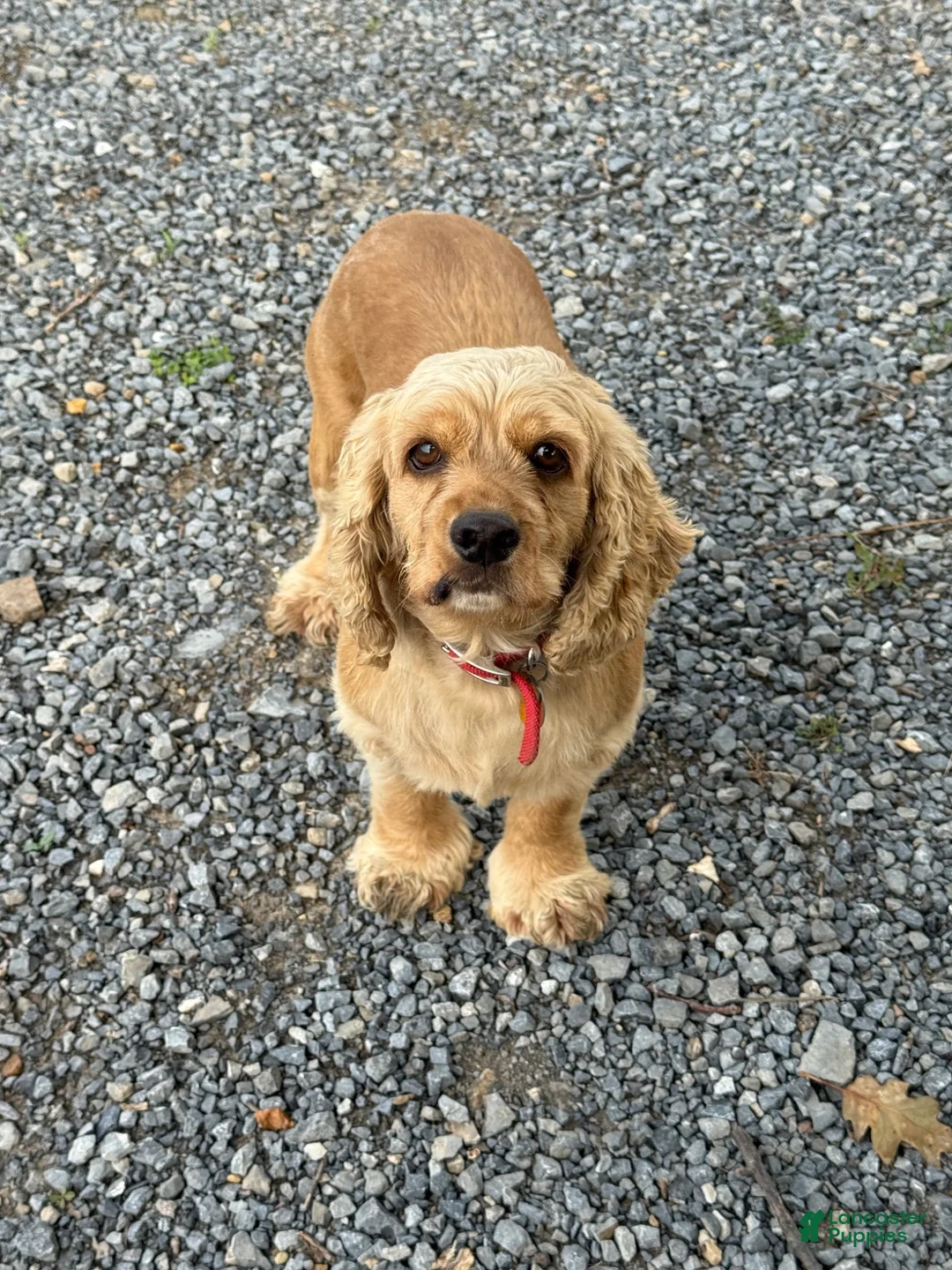 Cockapoo dogs for sale: Connie - Ad 5