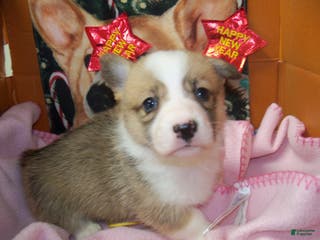 Welsh Corgi Pembroke dogs Foxy - Ad 25