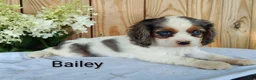 Cavalier King Charles Spaniel dogs for sale: Bailey - Ad 5