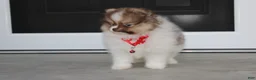 Pomeranian dogs for sale: Bentley AKC - Ad 21