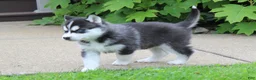 Siberian Husky dogs for sale: Thunder - Ad 5