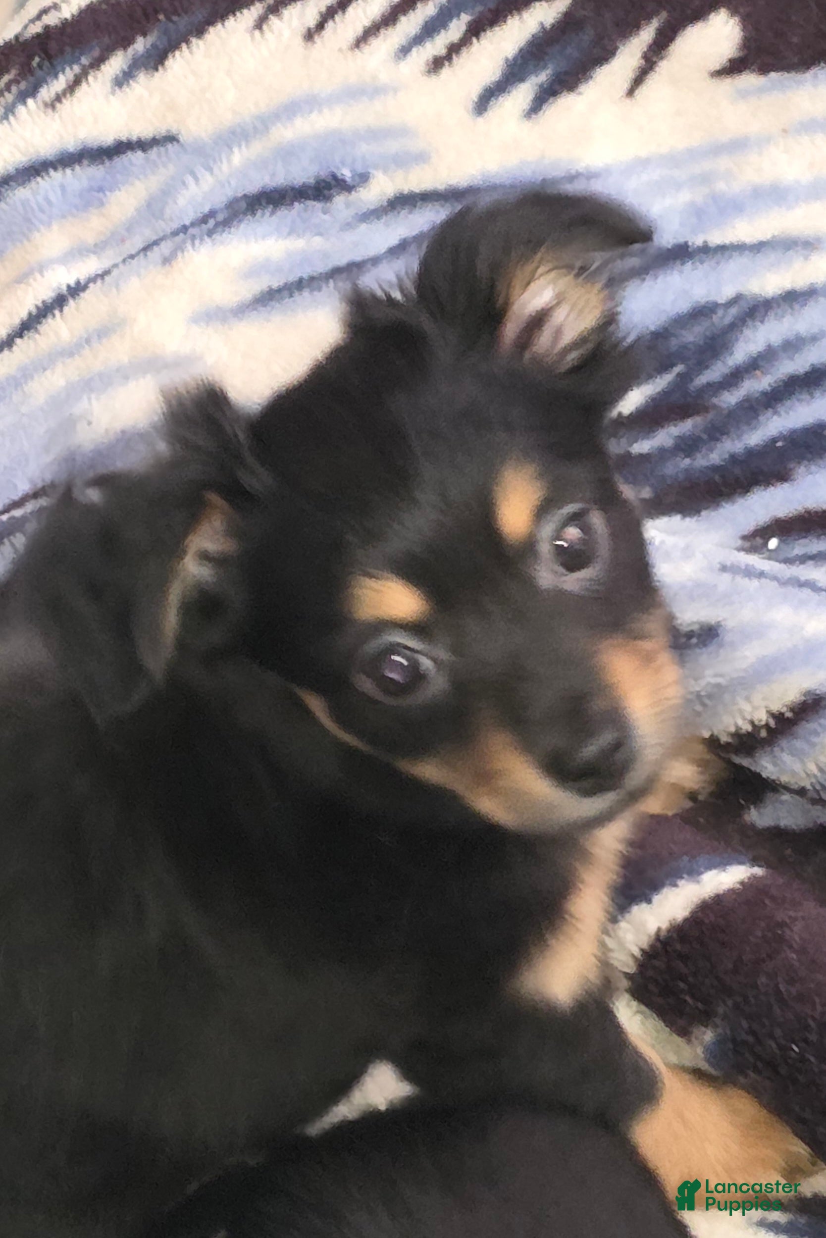 Chiweenie dogs Chiweenie Puppy 3 - Ad 2