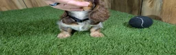 Miniature Dachshund dogs for sale: Sweetie Boy 6 - Ad 4