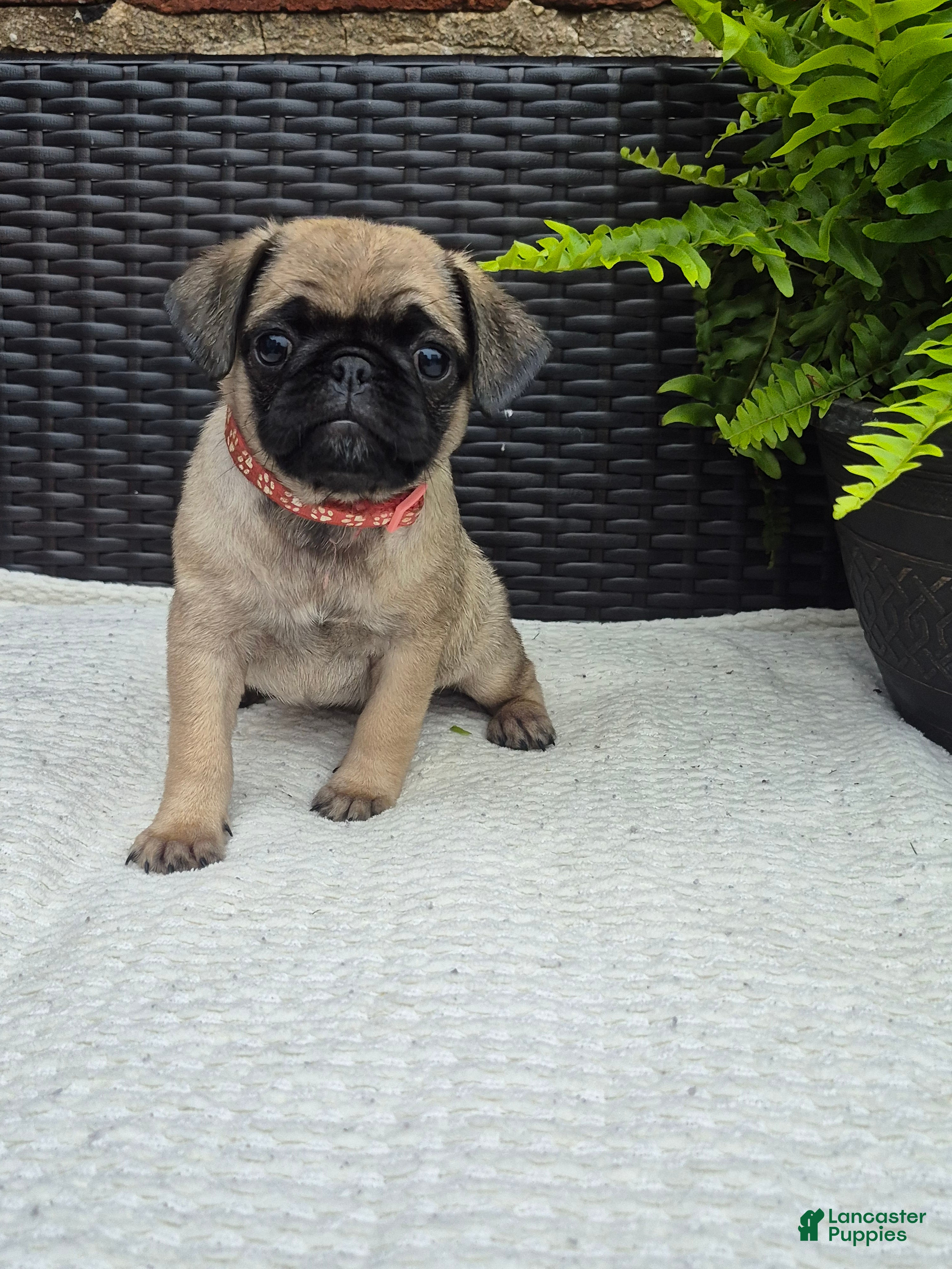Pug dogs Hazel - Ad 1