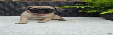 Hazel