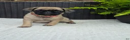 Pug dogs for sale: Hazel - Ad 1
