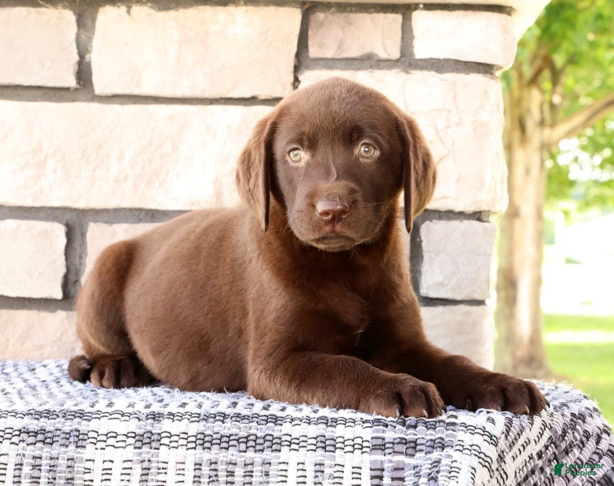 Labrador Retriever dogs Kelly - Ad 2