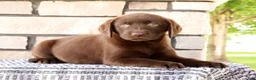 Labrador Retriever dogs for sale: Kelly - Ad 2