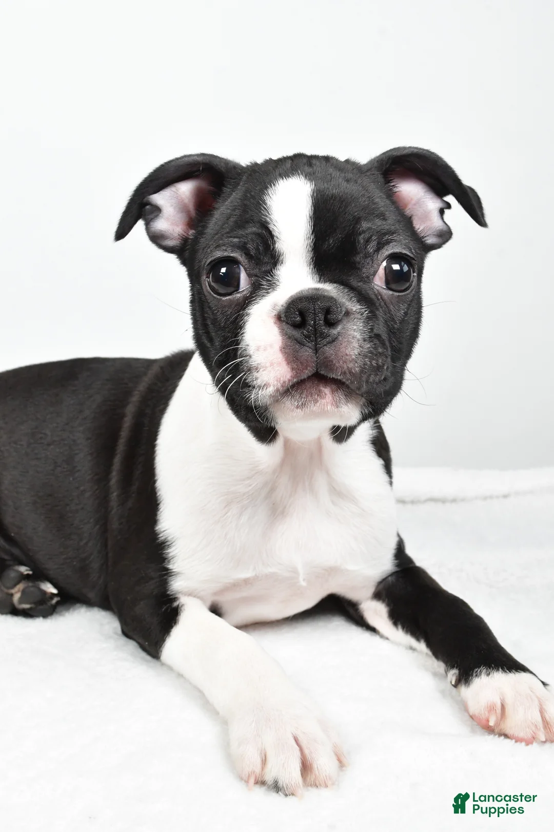 Boston Terrier dogs for sale: Gus - Ad 3