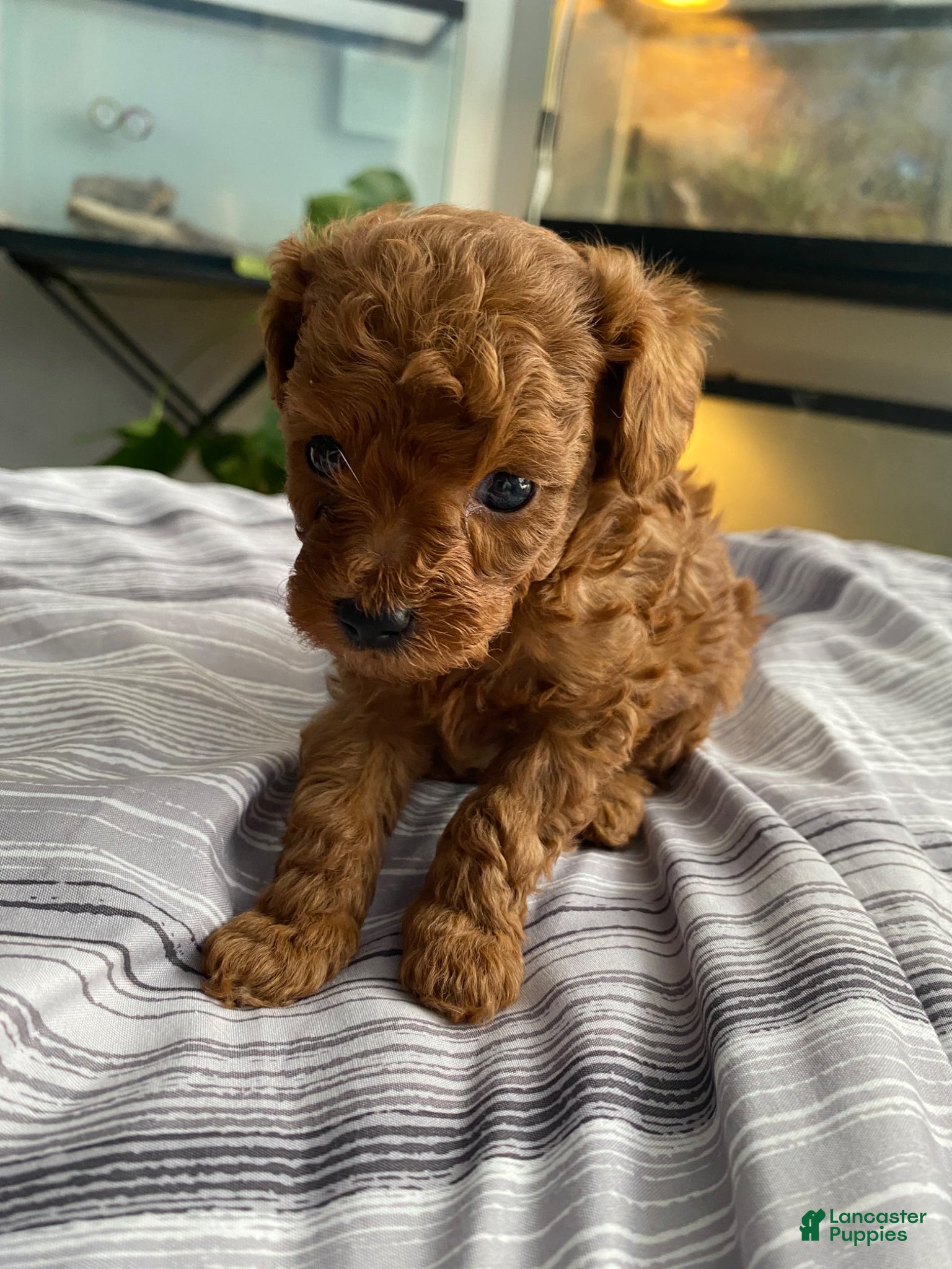 Toy Poodle dogs Loki - Ad 1