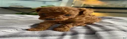Toy Poodle dogs for sale: Loki - Ad 1