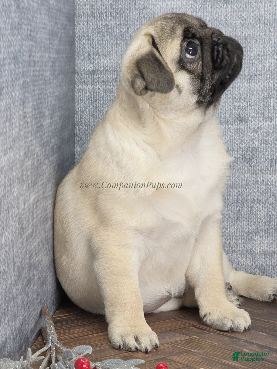 Pug dogs for sale: Best Friend for Life - Brady- Memoriable Christmas Puppy! - Ad 4