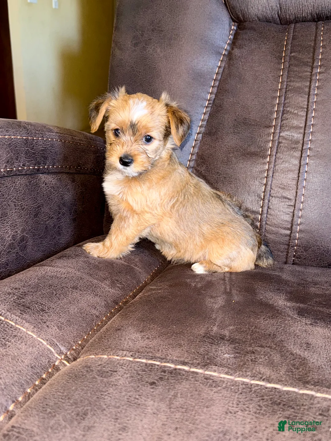 Yorkshire Terrier dogs for sale: Yorkshire Terrier 1 - Ad 2