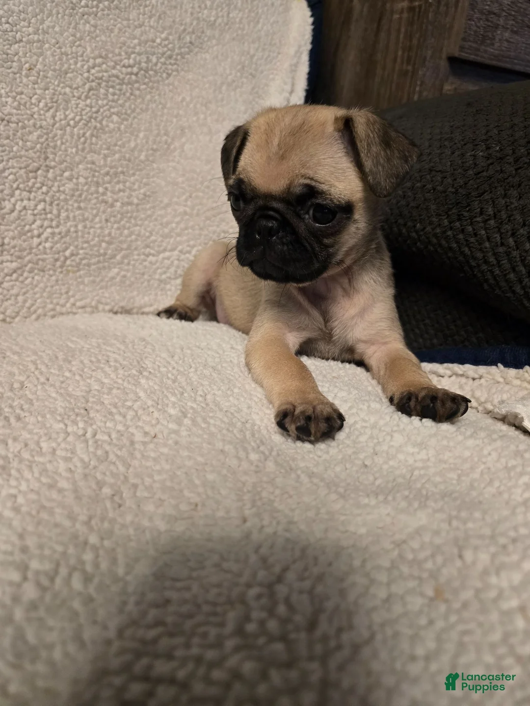 Pug dogs for sale: Pug 1 - Ad 1