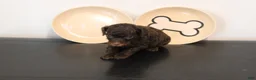 Mixed Breed dogs for sale: Chocolate Phantom Male - Ad 2