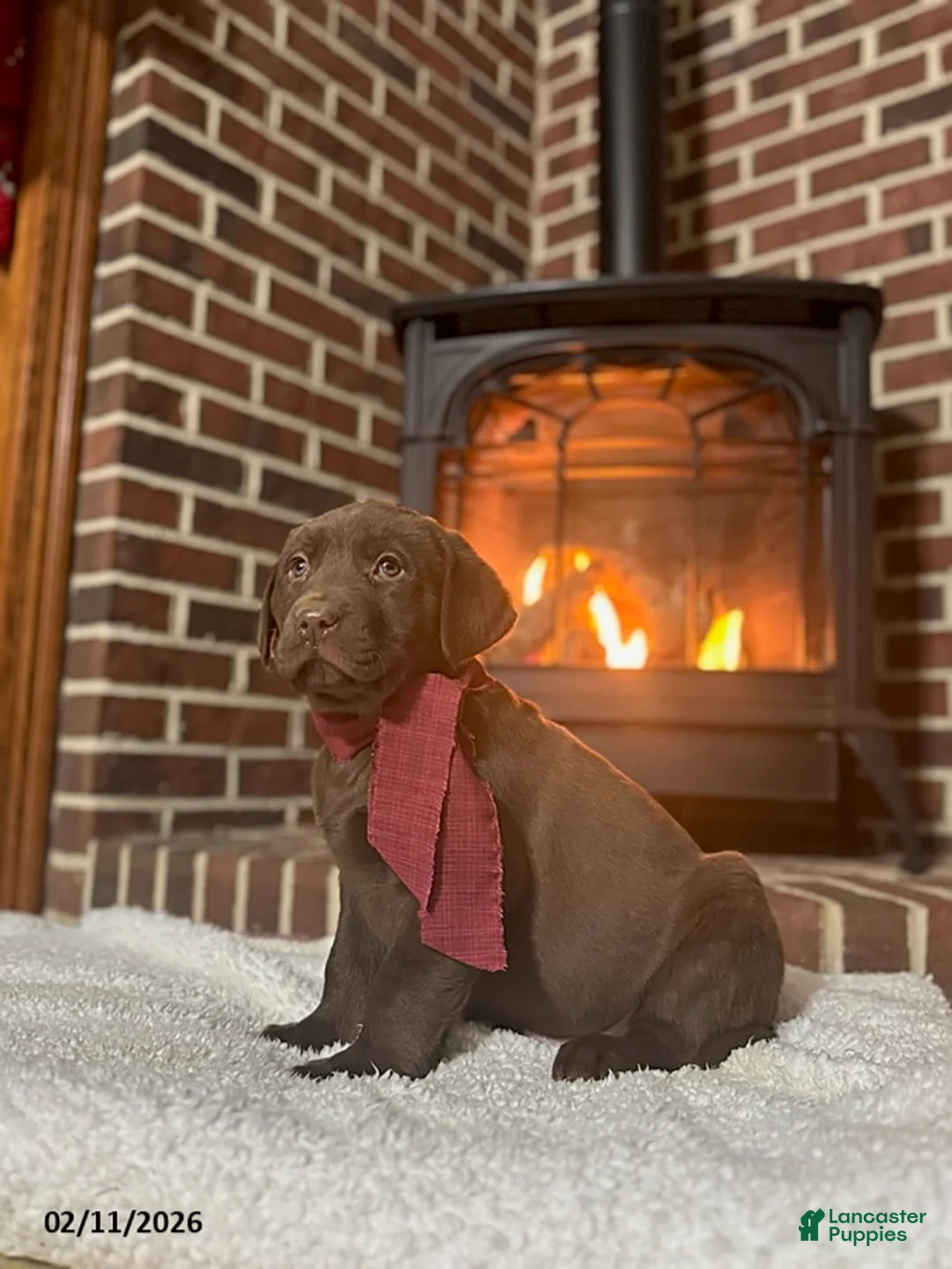 Labrador Retriever dogs for sale: Brandon - Ad 3