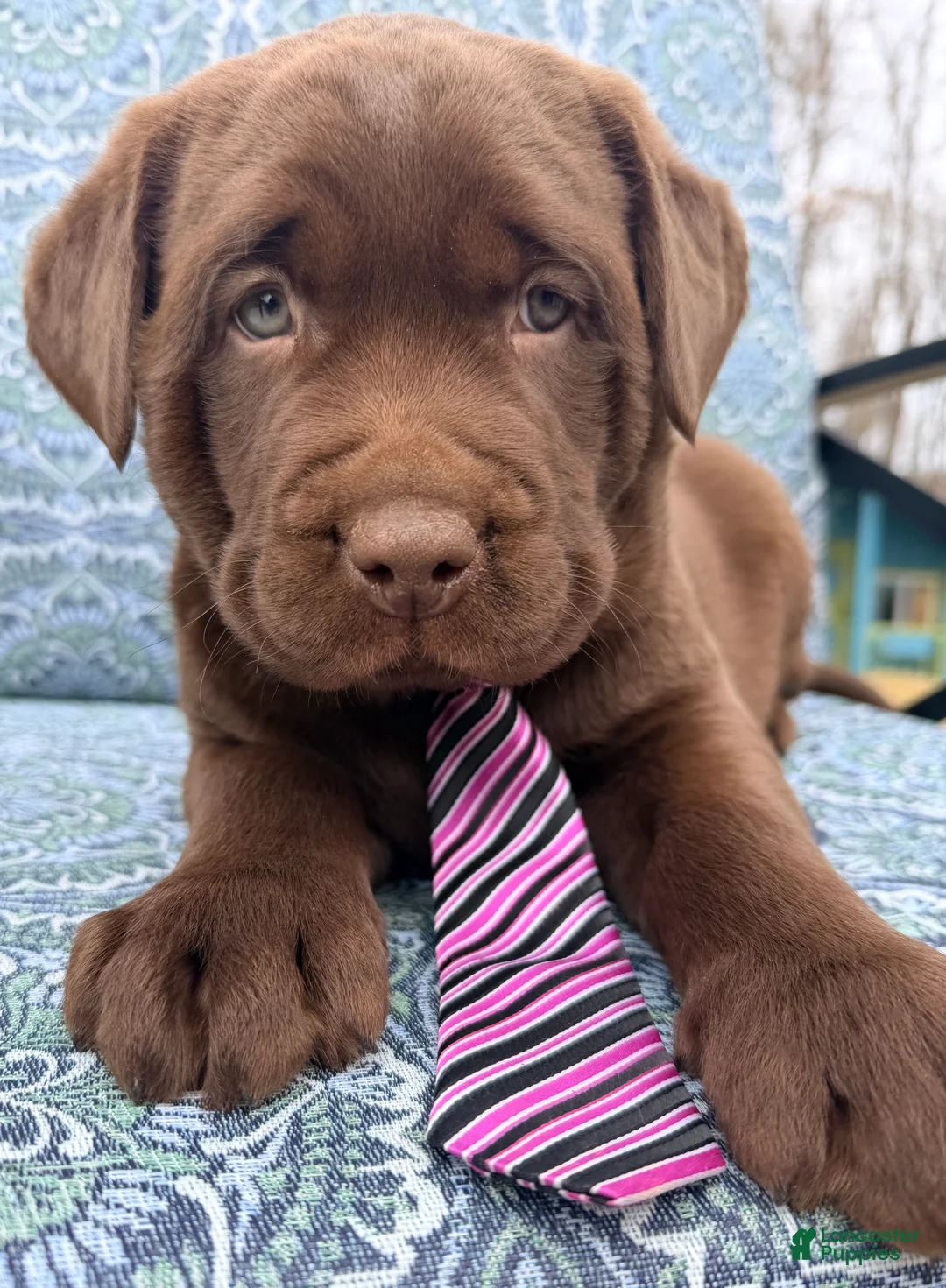 Labrador Retriever dogs for sale: Boomer - Ad 2