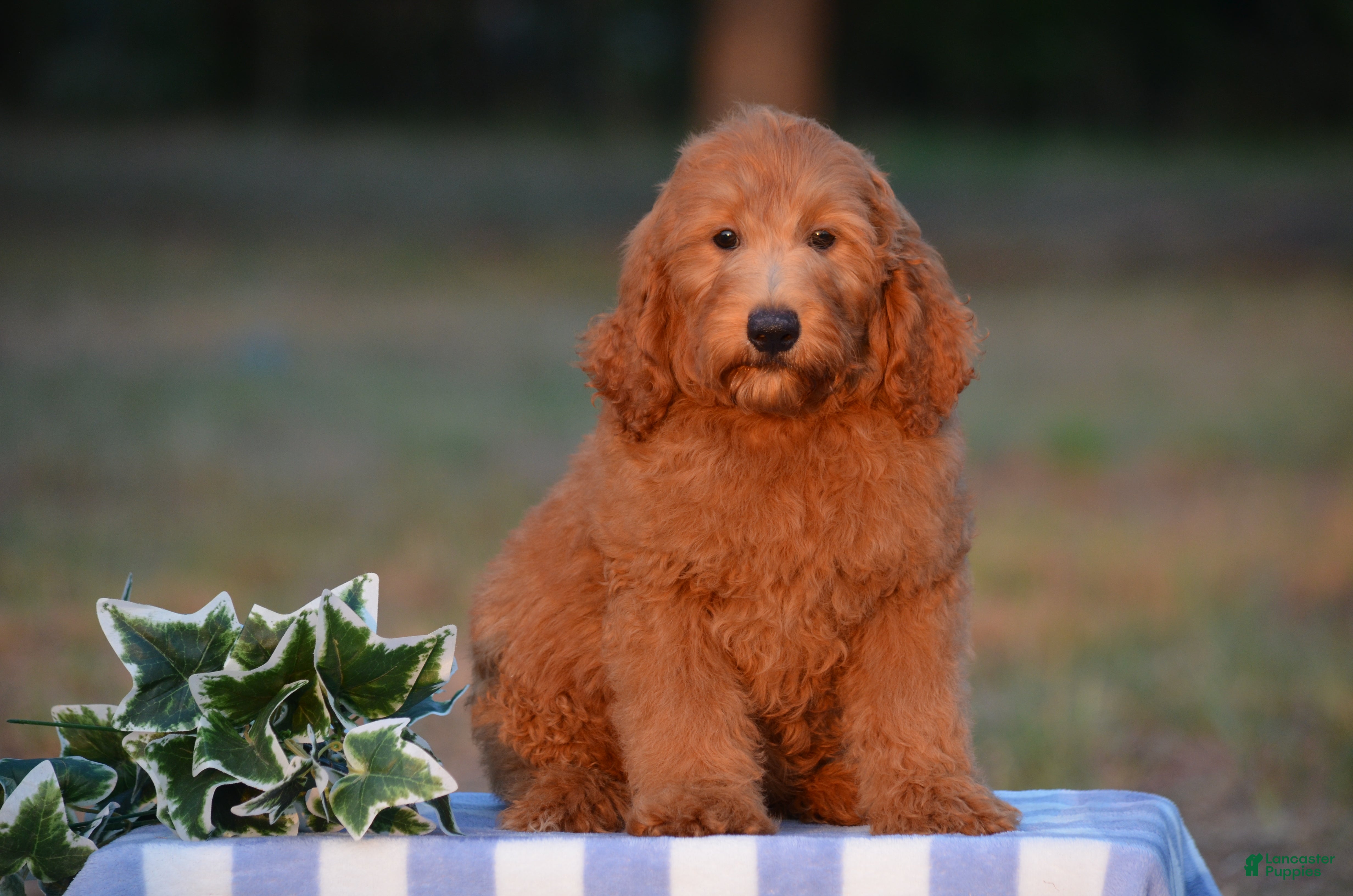 Mini Goldendoodle dogs Alan  - Ad 1