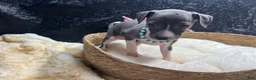 Italian Greyhound dogs for sale: Italian Greyhound 2 - Ad 3