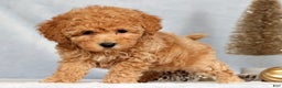 Bichpoo dogs for sale: Rosie - Ad 6