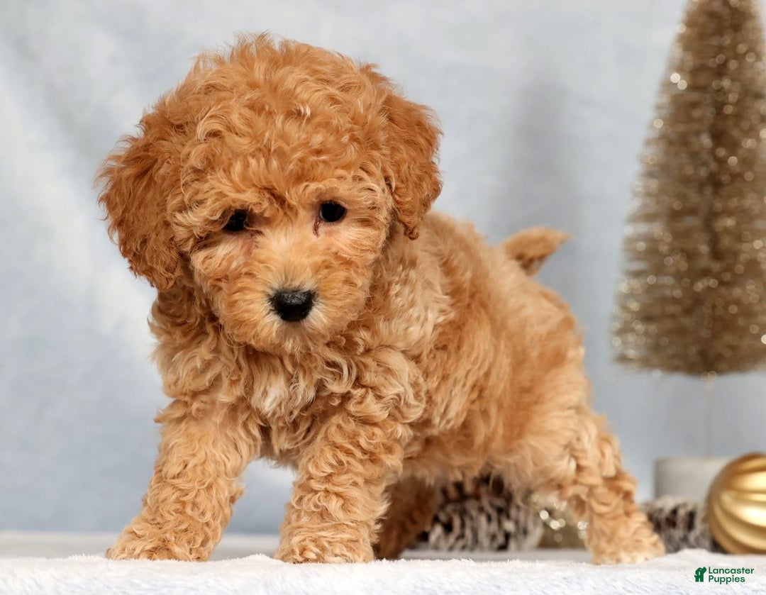 Bichpoo dogs for sale: Rosie - Ad 6