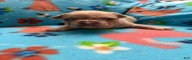 Spot