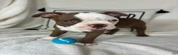 Boston Terrier dogs for sale: Butter - Ad 4